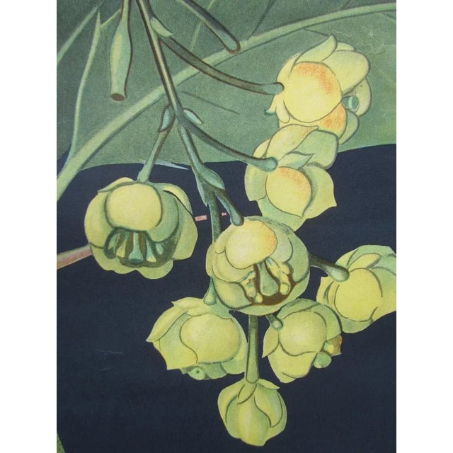 Vintage Botanical School Wall Chart by Jung, Koch, & Quentell for Hagemann For Sale - Image 4 of 9