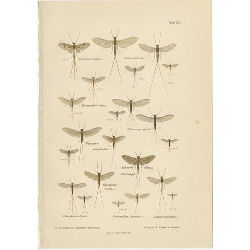Entomological Lithographs from Die Geradflügler, Germany, 1908, Set of 2 For Sale - Image 3 of 12