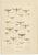 Entomological Lithographs from Die Geradflügler, Germany, 1908, Set of 2 For Sale - Image 3 of 12
