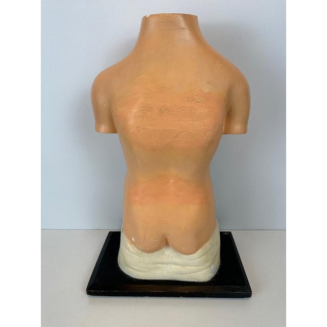 Small Antique Anatomical Model in Plaster and Paper Maché For Sale - Image 4 of 16