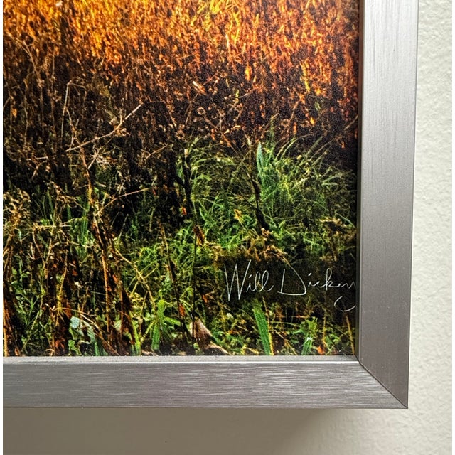 Early 21st Century 21st-Century, Untitled, Color Photograph of Sunlit Path Under Live Oak Branches Framed, Artist Will Dickey For Sale - Image 5 of 7