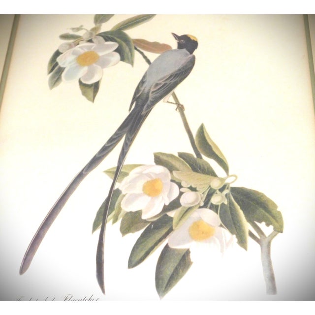 Metal James J Audubon Fork-Tailed Flycatcher Gold Framed Print For Sale - Image 7 of 8