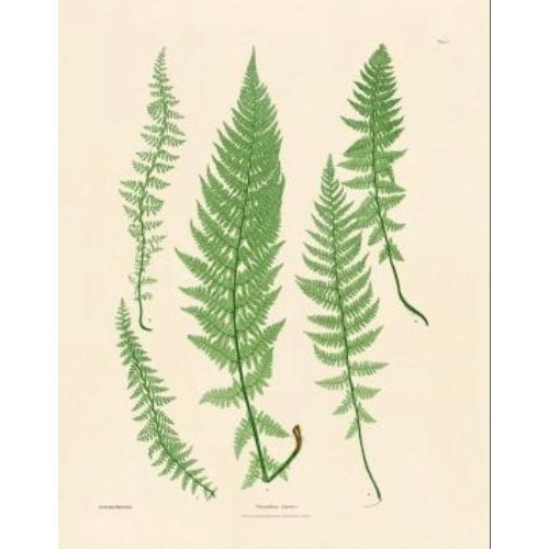 This is a set of 9 Giclée reproductions of Bradbury's Nature Printed Ferns. This series is printed on acid free cotton rag...