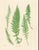 This is a set of 9 Giclée reproductions of Bradbury's Nature Printed Ferns. This series is printed on acid free cotton rag...