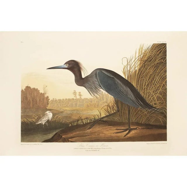 Printmaking Materials 1990s Blue Heron or Crane by Audubon, Large American Classical Print For Sale - Image 7 of 11