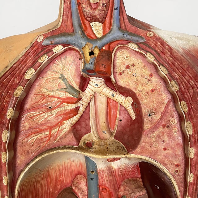 Italian Anatomical Mannequin, 1960s, 1960s, Metal & Wood & Rubber For Sale - Image 10 of 18