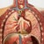Italian Anatomical Mannequin, 1960s, 1960s, Metal & Wood & Rubber For Sale - Image 10 of 18