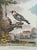 This exquisite set of four vintage bird prints is a masterful nod to 18th-century French naturalist illustrations. The...