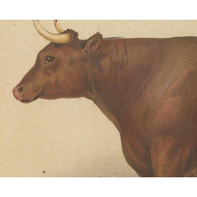 Olivier De Penne, Devon Ox, British Cattle, 1863, Chromolithograph For Sale - Image 4 of 9