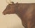 Olivier De Penne, Devon Ox, British Cattle, 1863, Chromolithograph For Sale - Image 4 of 9