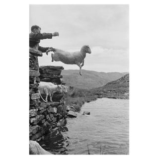 'Sheep Dip' Unframed Archival Pigment Print For Sale