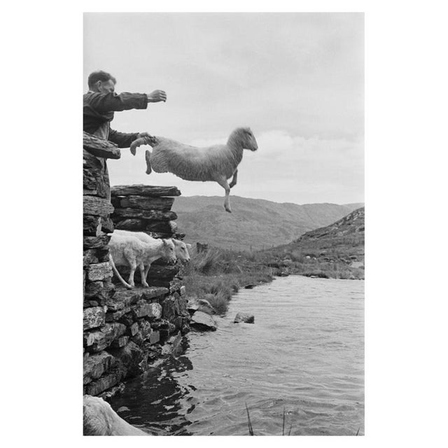 'Sheep Dip' Unframed Archival Pigment Print For Sale