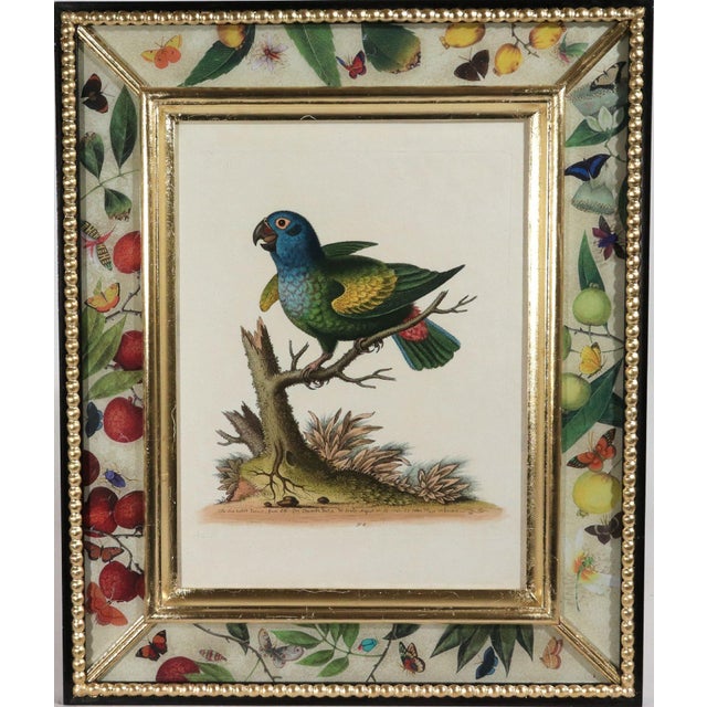 Mid 18th Century !8th-Century Engraved Prints of Exotic Birds by George Edwards With Decoupage Frames (12) For Sale - Image 5 of 14