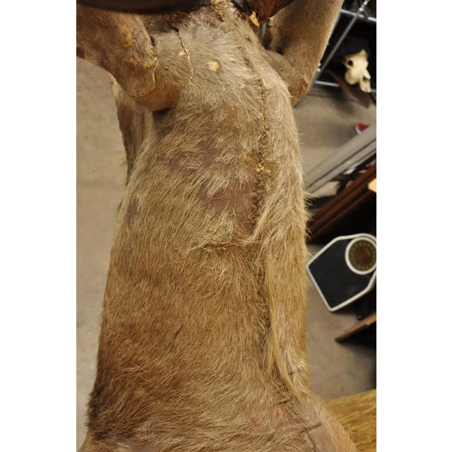 Vintage Greater Kudu African Shoulder Mount Large Taxidermy For Sale - Image 11 of 12