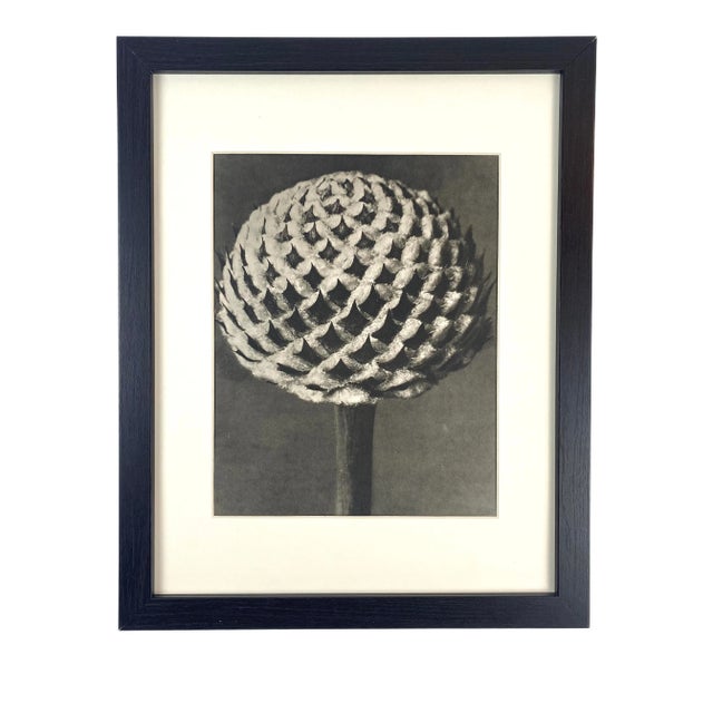 1940s Framed Botanical Blossfeldt Print - No. 38 For Sale