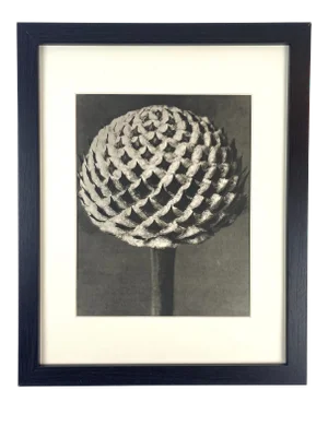 1940s Framed Botanical Blossfeldt Print - No. 38