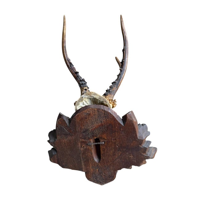 1900 - 1909 Roe Deer Trophy 220 Black Forest Antlers Mount For Sale - Image 5 of 5
