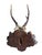 1900 - 1909 Roe Deer Trophy 220 Black Forest Antlers Mount For Sale - Image 5 of 5