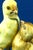 20th Century Ceramic Sculpture Pair of Chicks from Fontanini, Italy, 1920s For Sale - Image 10 of 18