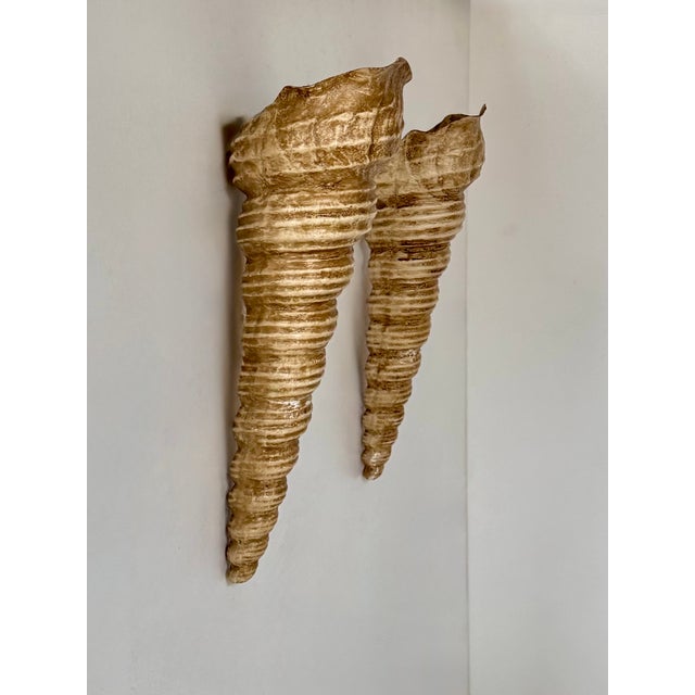 Vintage Shell Wall Sconces in Beige Fiberglass, France, 1960, Set of 2 For Sale - Image 10 of 10