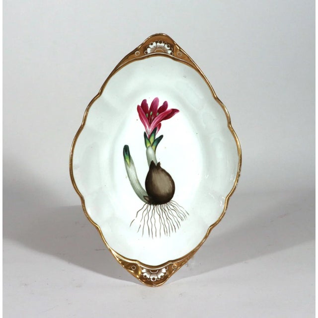 Spode Porcelain Botanical Specimen Dish- Spring Meadow Saffron, After William Curtis For Sale - Image 11 of 12