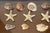1960s 9 PCS Vintage Coastal Sea Shell Place Cards Holders for Weddings, Parties For Sale - Image 5 of 6