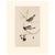 Paper 1966 Vintage Cottage Print "Snow Bird & Slate-Colored Junco" After John James Audubon For Sale - Image 7 of 7