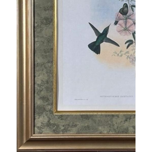 Wood Antique Nineteenth Century John Gould Hummingbird Framed Fine Art Hand Colored Lithograph For Sale - Image 7 of 13