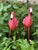 Safari Vintage Coastal Resin Sculptures of Pink Flamingo Pair For Sale - Image 3 of 4