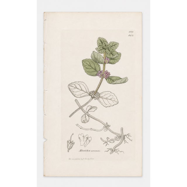 Offered here is a set of four original antique botanical prints from the celebrated English Botany series, showcasing the...