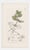 Offered here is a set of four original antique botanical prints from the celebrated English Botany series, showcasing the...