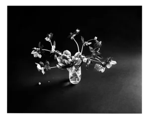 Black Hellebore on Black - Floral Photography, Limited Edition of 20 2022