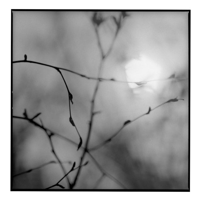 Paul Cooklin, Birch Stems, Edition of 50 For Sale