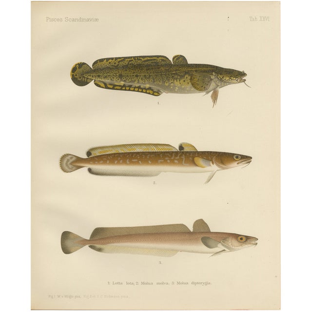 Wilhelm von Wright, Burbot, Ling, and Blue Ling, 1895, Lithograph on Paper For Sale