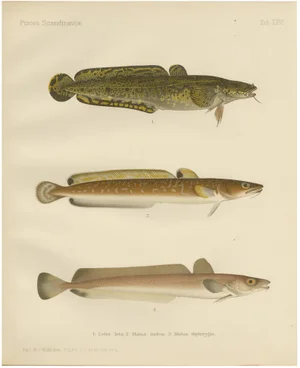 Wilhelm von Wright, Burbot, Ling, and Blue Ling, 1895, Lithograph on Paper