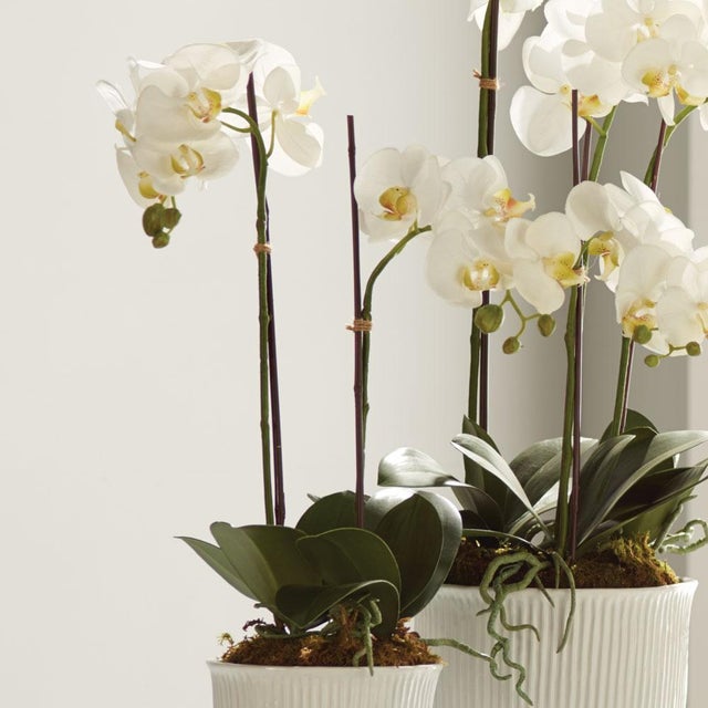 Our Phalaenopsis Orchid DropIn offers an exquisitely realistic interpretation of this elegant flower, capturing every...
