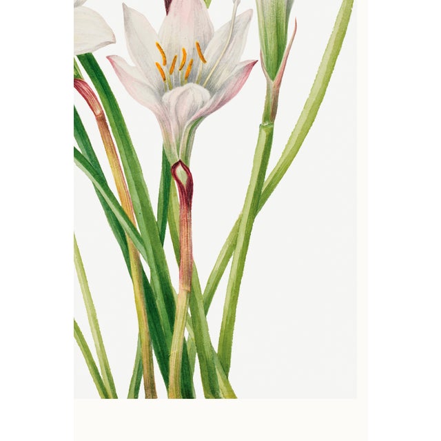 Atamasco Lily, Vintage Botanical Art Print Reproduction by Mary Vaux Walcott, 16" X 24" For Sale - Image 10 of 10