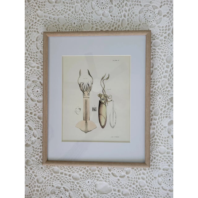 Late 19th Century 1840s Antique Hand Colored Squid Lithograph by Lith of Endicott, New York For Sale - Image 5 of 8