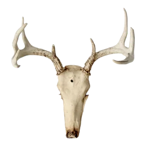 Vintage Deer Skull With Antlers