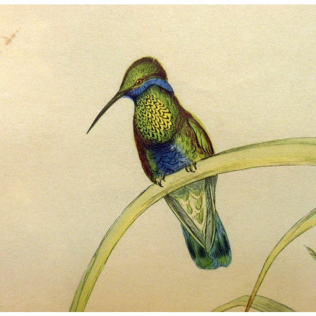 1940s Gould Hummingbird Lithograph, Petasophora Iolata. Bolivian Violet Ear, 20" X 16" For Sale - Image 4 of 7