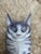 Mid 20th Century Royal Copenhagen Grey Tabby Cat Figurine (Model #340), Designed by Erik Nielsen. Cat Playing With Tail — Mid Century Danish Porcelain Figurine For Sale - Image 5 of 6