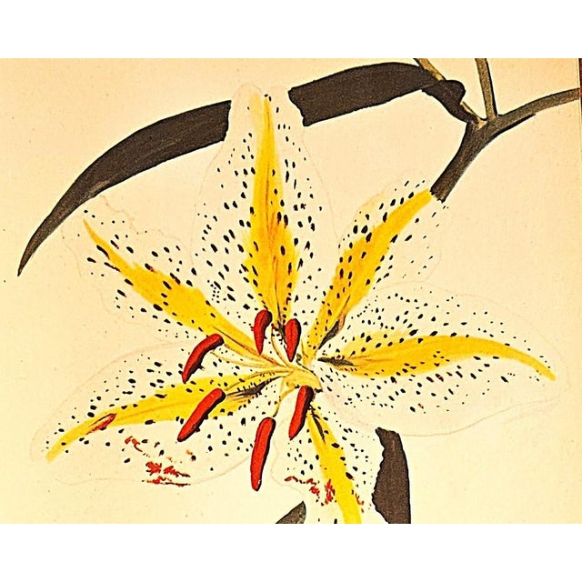 Paper 1940 Set of 3 Mid-Century French Arlette Davids Botanical Prints- Hyacinths, Lily For Sale - Image 7 of 10