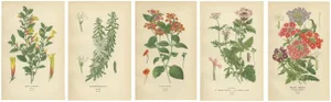 Vibrant Botanical Prints, 1897, Paper
