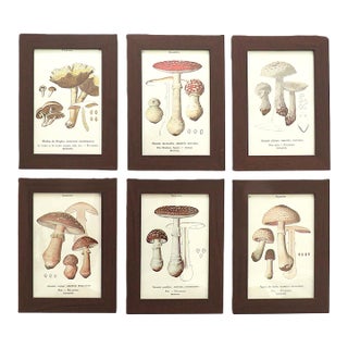 Set of 6 French Mushroom Fungi Offset Lithograph Prints Framed C. 1946 Botanical For Sale