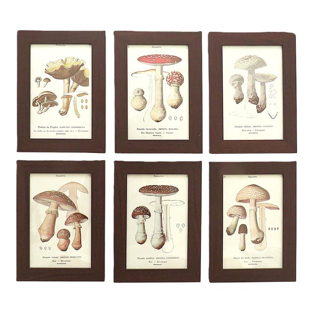 Set of 6 French Mushroom Fungi Offset Lithograph Prints Framed C. 1946 Botanical For Sale