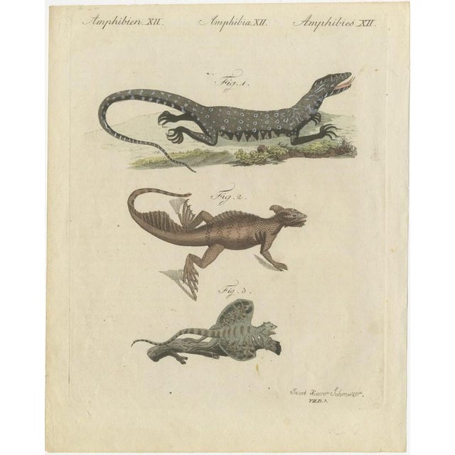 Bertuch, Monitor, Basilisk and Flying Dragon, 1805, Print For Sale - Image 3 of 12