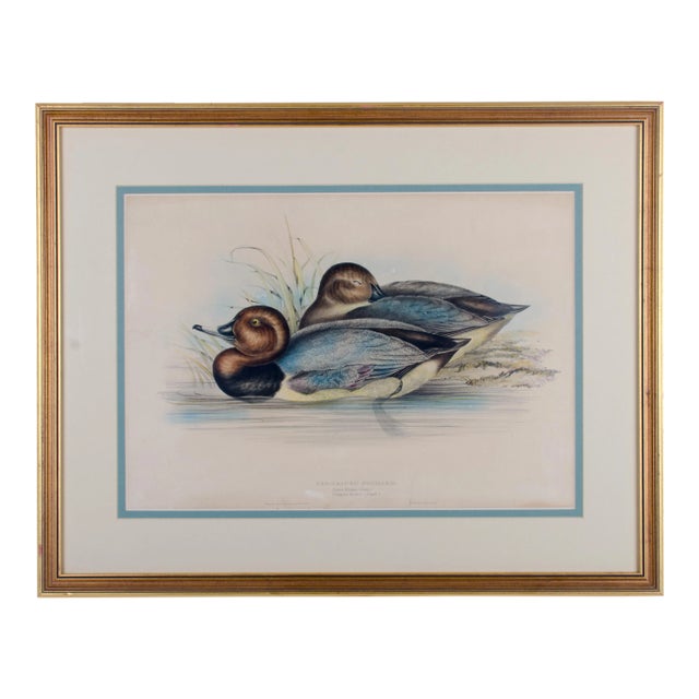 John Gould, Red-Headed Pochard, Hand-Colored Lithograph, C.1851 For Sale