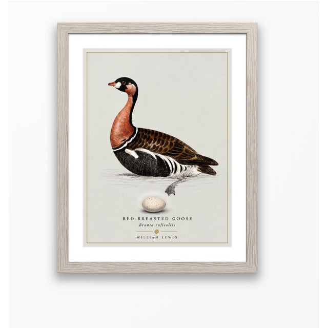 Paper William Lewin 1789 Waterbirds Fine Art Gallery Board Print - The Red Breasted Goose For Sale - Image 7 of 11