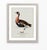 Paper William Lewin 1789 Waterbirds Fine Art Gallery Board Print - The Red Breasted Goose For Sale - Image 7 of 11