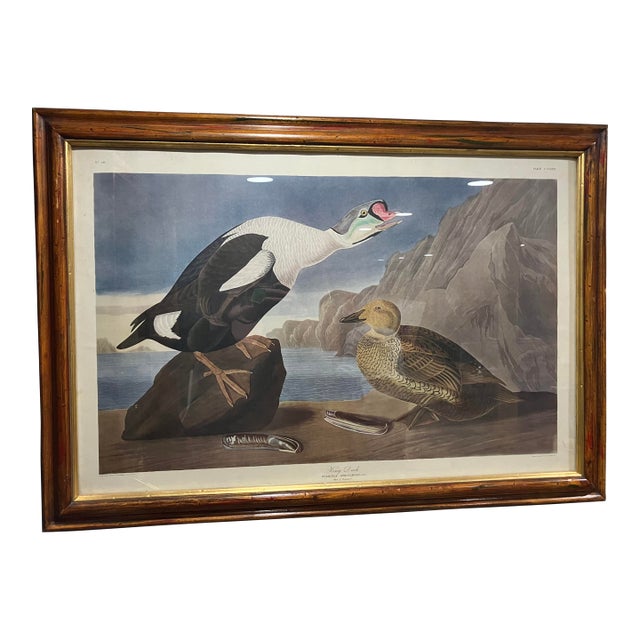 Mid 19th Century Second Edition John James Audubon Print King Duck, Plate CCLXXVI For Sale